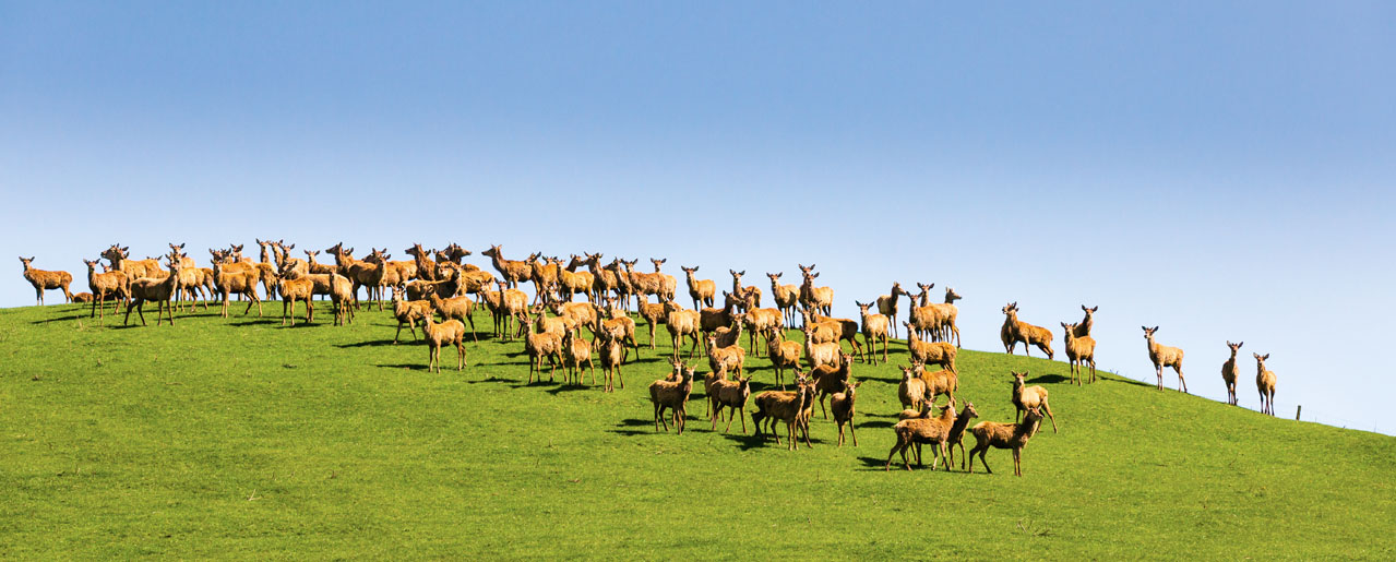 Pasture raised Deer