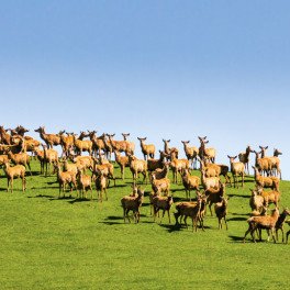 Pasture raised Deer