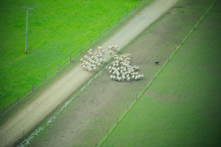 Shifting sheep